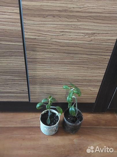 Стапелия, Толстянка, Каланхоэ, Спатифиллум(обмен)