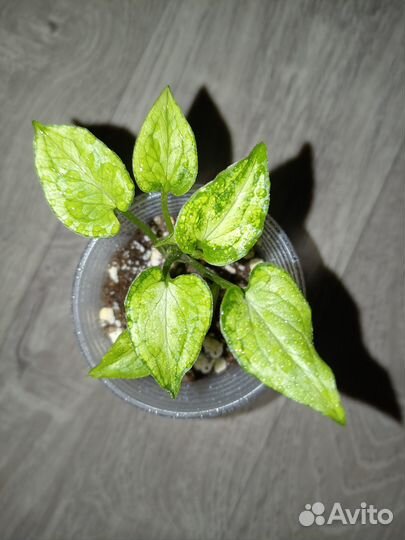 Сингониум Snow Queen