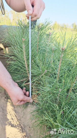 Саженцы ели окс от производителя