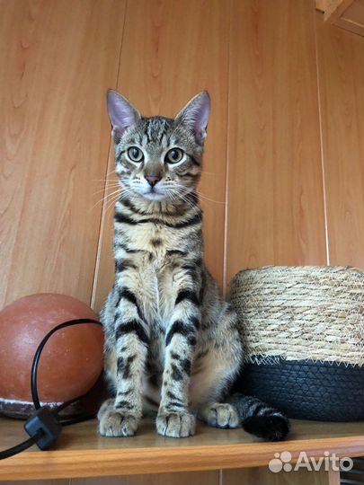 Котик,бенгал