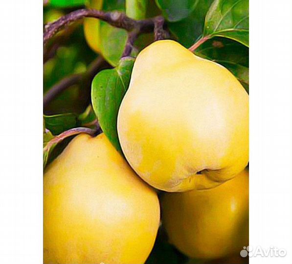 Саженцы айвы грушевидной 