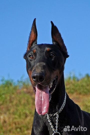 Ищем невесту