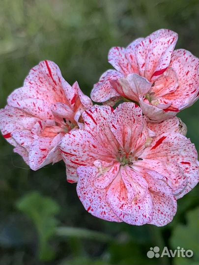 Пеларгония peppermint twist