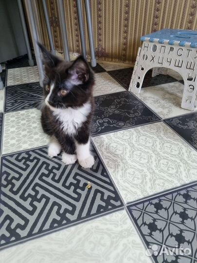 Котята мейн-кун