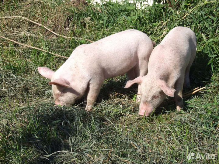 Поросята домашние в Угличе