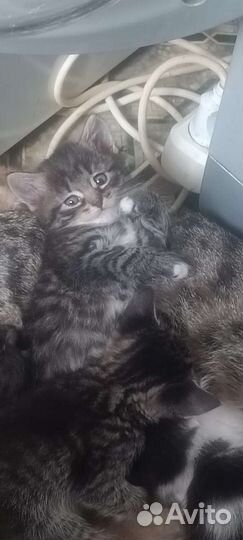 Котята в добрые руки бесплатно