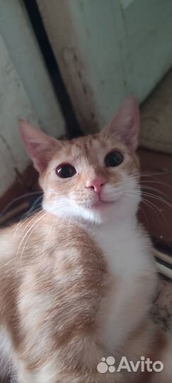 Рыжая кошечка