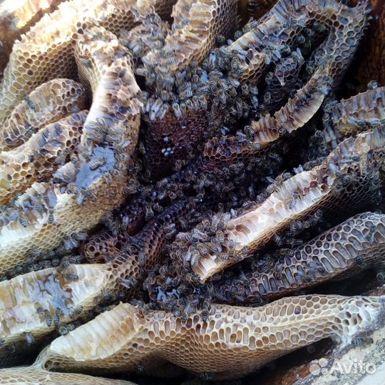 Колоды для содержания пчел