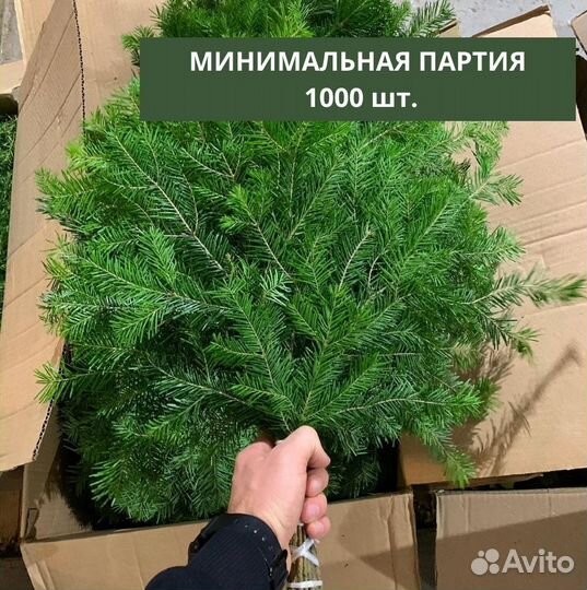 Веник пихта