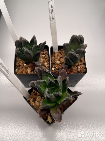 Суккуленты: хавортия, haworthia