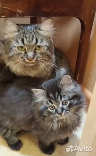 Кошечка в добрые руки