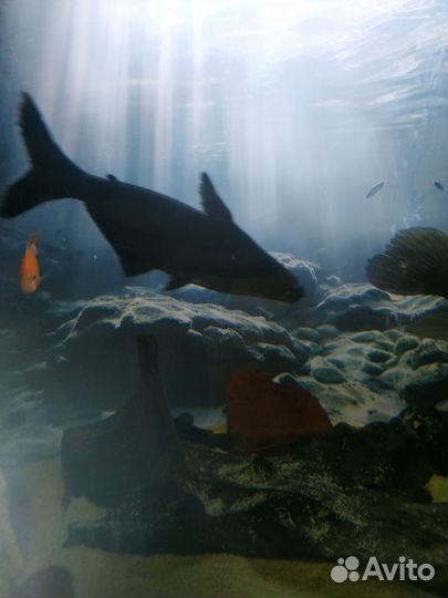 Аквариумные рыбки