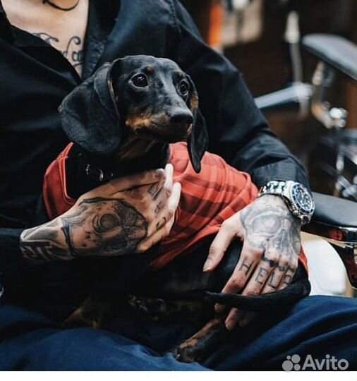 Вязка таксы, ищем подружку