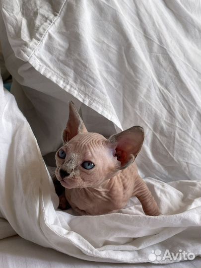 Канадский сфинкс эльф