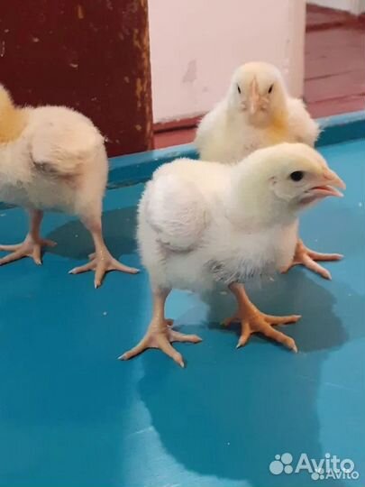 Цыпленок бройлер и несушка