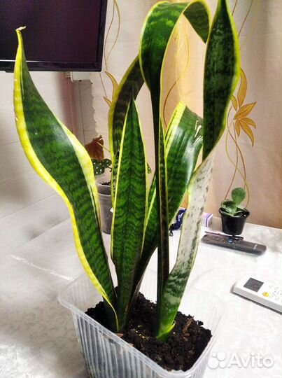 Сансевиерия