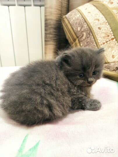 Британские котята