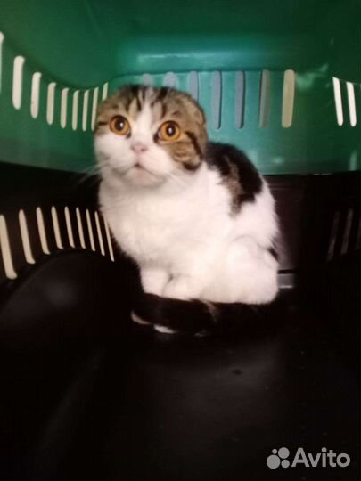 Подарите дом котикам Мариуполя