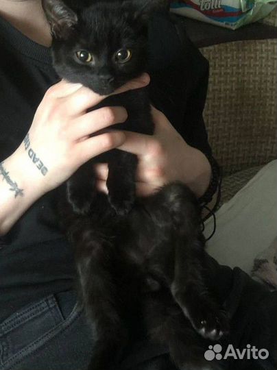Котёнок
