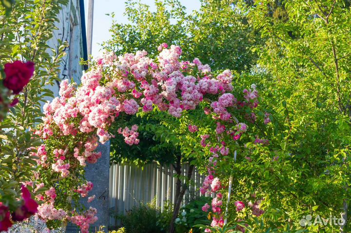 Плетистые розы