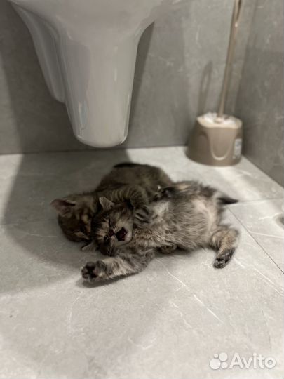 Котята бесплатно