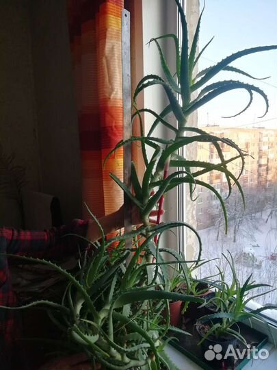 Алоэ лечебный