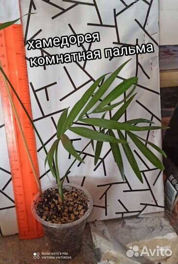 Хамедорея, комнатная пальма