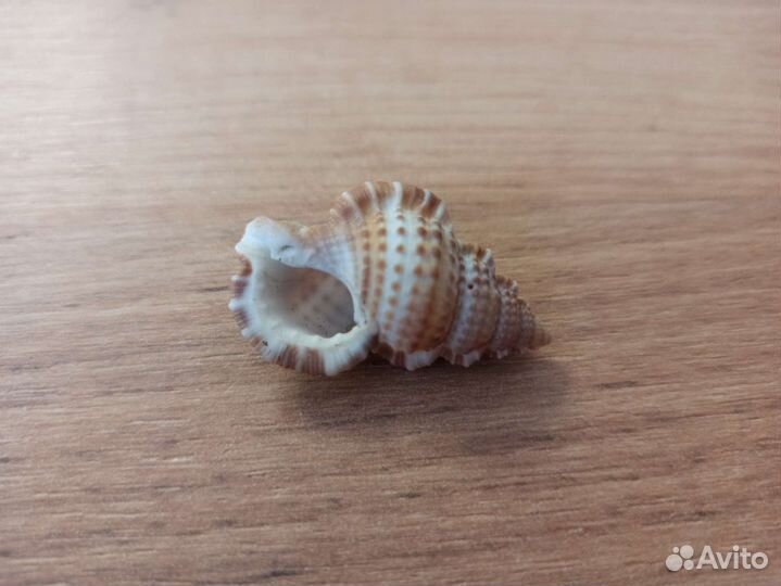 Морская раковина