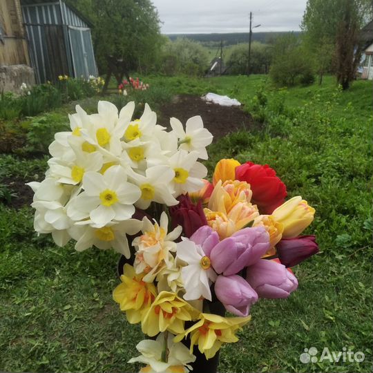 Тюльпаны и нарциссы. Срезка