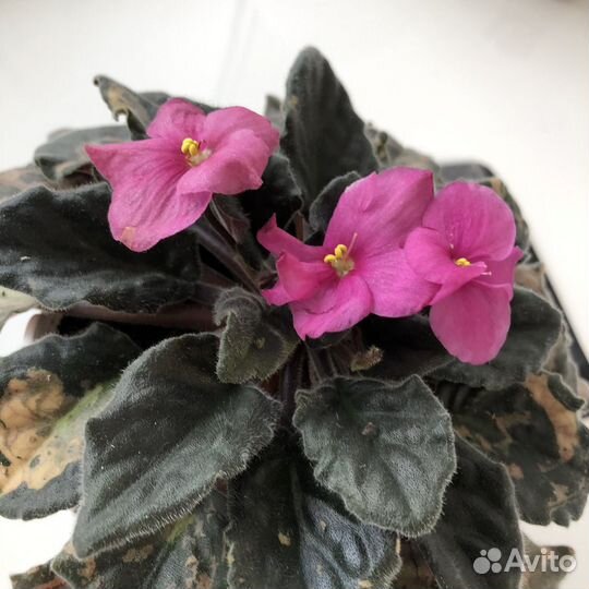 Фиалка в горшке