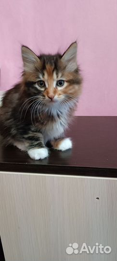 Курильский бобтейл