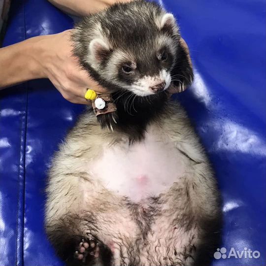 Ветеринарный врач на дом, Вакцинация, Ветеринар