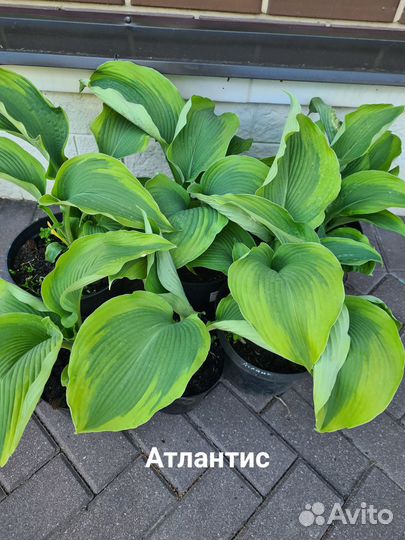 Хоста растение