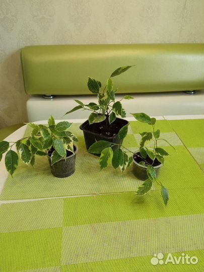 Фикус бенджамина пестролистный