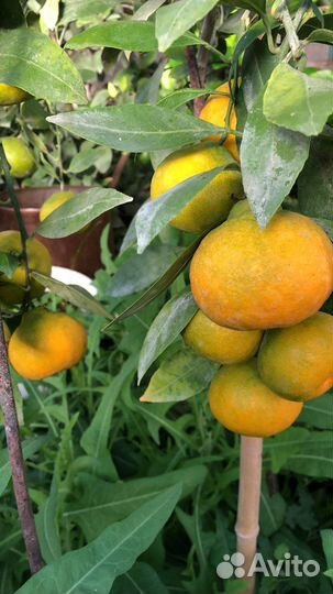 Саженцы мандарина