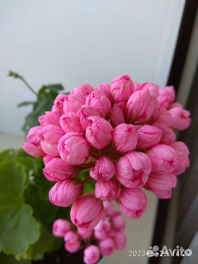 Пеларгония герань тюльпановидная