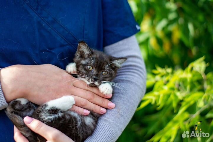 Котята в добрые руки бесплатно