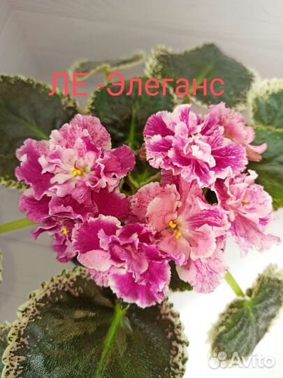 Детки и стартеры сортовых фиалок