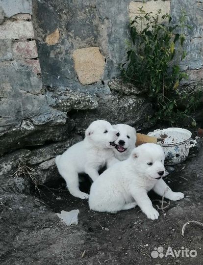 Собака алабай щенки