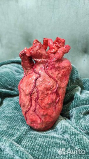 Сердце. Макет. Органы