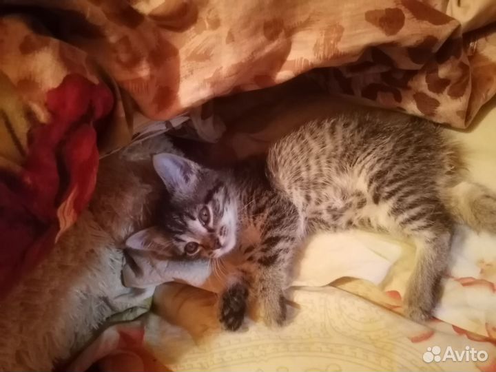 Котенок Цой