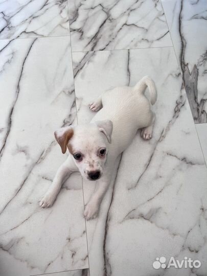 Джек рассел терьер девочка