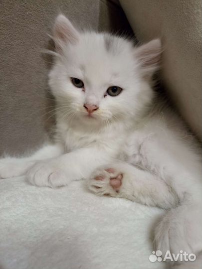 Котенок в добрые руки