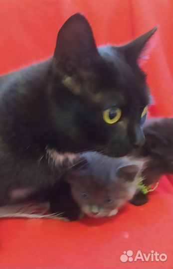 Котята маленькие пантеры