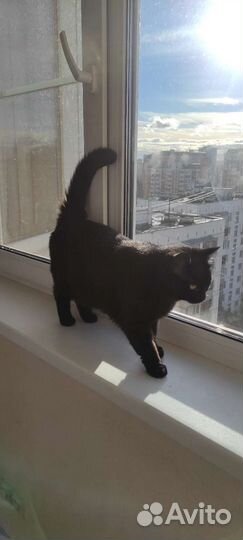 Кошка в добрые руки