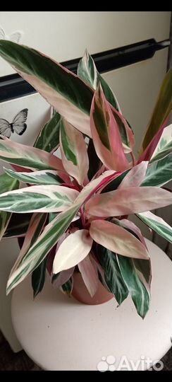 Калатея Триостар