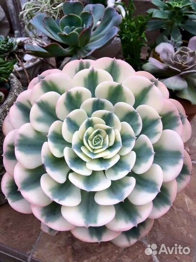 Суккуленты