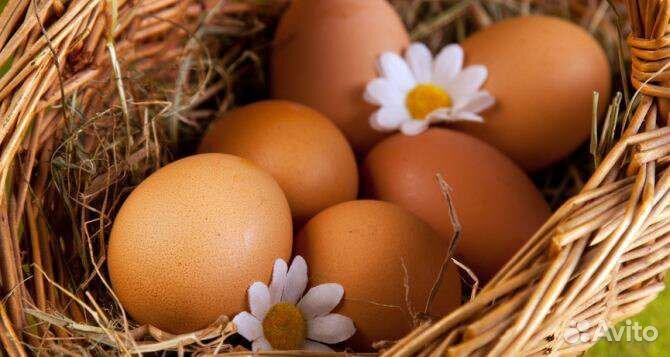 Разнорабочие на птицефабрику