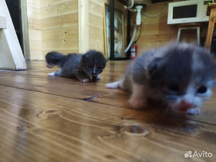 Котята в добрые руки