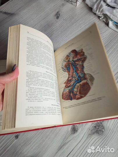 Атлас анатомии человека Синельников